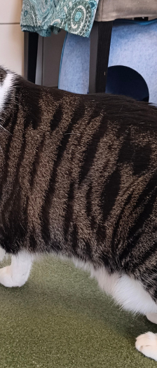 Beyla – Hauskatze, Weibchen, 3 Jahre, 28357 Bremen – Foto 2