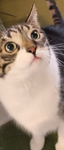 Beyla – Hauskatze, Weibchen, 3 Jahre, 28357 Bremen – Foto 4