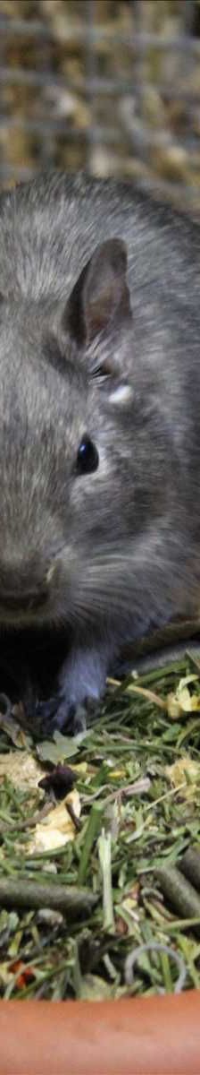 GANDOLFINE – Degu, Weibchen, 4 Jahre, 81829 München – Foto 2