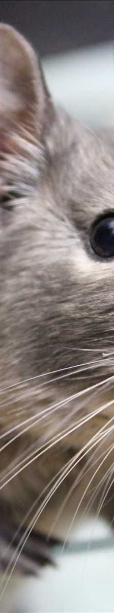 GANDOLFINE – Degu, Weibchen, 4 Jahre, 81829 München – Foto 3