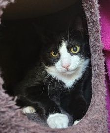 Billi – Europäisch Kurzhaar, Männchen, 1 Jahr, 97525 Schwebheim – Foto 1
