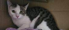 Billi – Europäisch Kurzhaar, Männchen, 1 Jahr, 97525 Schwebheim – Foto 2