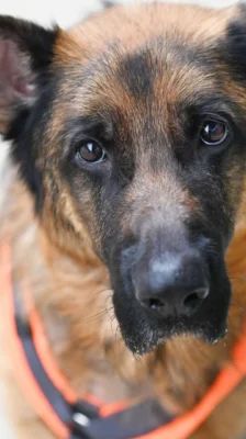 Jasper – Dt. Schäferhund, Männchen, 12 Monate, 13057 Berlin – Foto 1