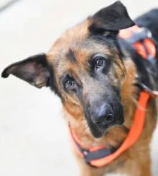 Jasper – Dt. Schäferhund, Männchen, 12 Monate, 13057 Berlin – Foto 2