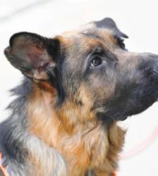Jasper – Dt. Schäferhund, Männchen, 12 Monate, 13057 Berlin – Foto 3