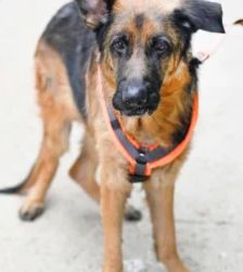 Jasper – Dt. Schäferhund, Männchen, 12 Monate, 13057 Berlin – Foto 4