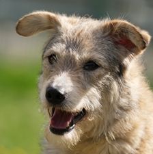 Diana – Mischling, Weibchen, 1 Jahr 3 Monate, 90537 Feucht – Foto 1