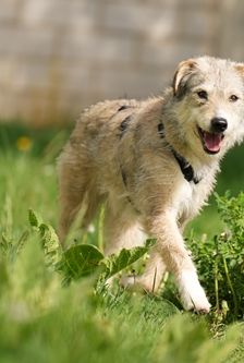 Diana – Mischling, Weibchen, 1 Jahr 3 Monate, 90537 Feucht – Foto 2