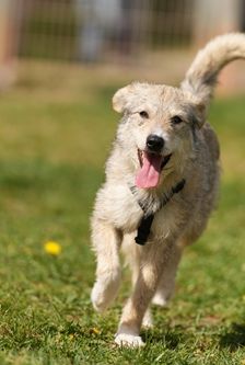 Diana – Mischling, Weibchen, 1 Jahr 3 Monate, 90537 Feucht – Foto 3