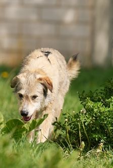 Diana – Mischling, Weibchen, 1 Jahr 3 Monate, 90537 Feucht – Foto 4