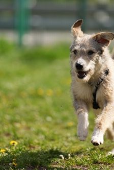 Diana – Mischling, Weibchen, 1 Jahr 3 Monate, 90537 Feucht – Foto 5