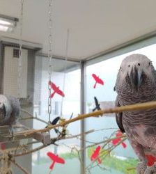 Coco – Graupapagei, Männchen, 21 Jahre, 13057 Berlin – Foto 12