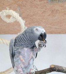Coco – Graupapagei, Männchen, 21 Jahre, 13057 Berlin – Foto 3