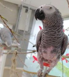 Coco – Graupapagei, Männchen, 21 Jahre, 13057 Berlin – Foto 9