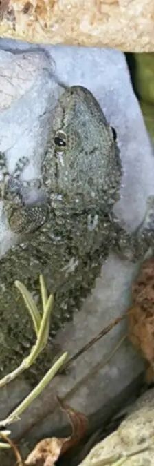 Brösel – Mauergecko, Unbekannt, Alter unbekannt, 13057 Berlin – Foto 1