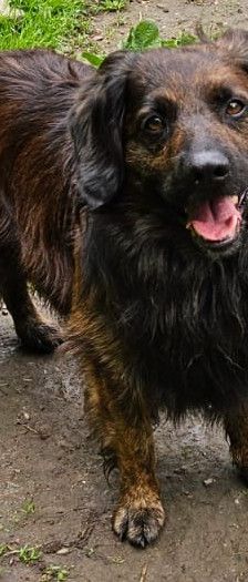 Odin – Mischling, Männchen, 7 Jahre 5 Monate, 97816 Lohr – Foto 1
