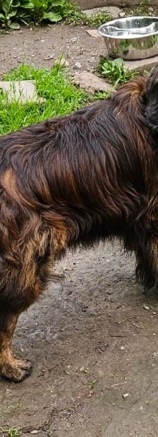 Odin – Mischling, Männchen, 7 Jahre 5 Monate, 97816 Lohr – Foto 3