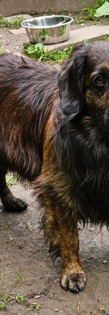 Odin – Mischling, Männchen, 7 Jahre 5 Monate, 97816 Lohr – Foto 4
