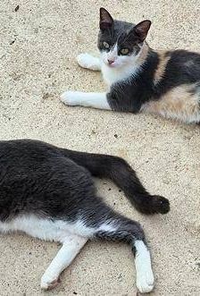 Tuna – Europäisch Kurzhaar, Weibchen, 5 Jahre, 65520 Bad Camberg – Foto 2