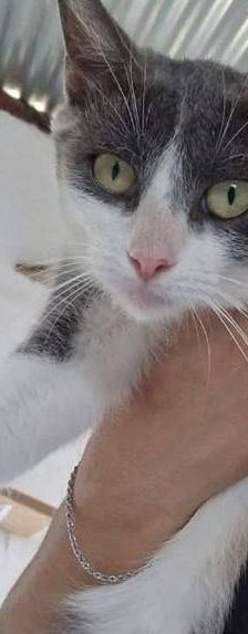 Tuna – Europäisch Kurzhaar, Weibchen, 5 Jahre, 65520 Bad Camberg – Foto 11