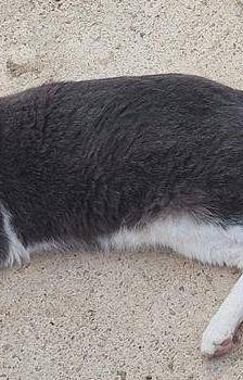 Tuna – Europäisch Kurzhaar, Weibchen, 5 Jahre, 65520 Bad Camberg – Foto 3