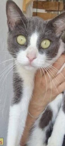 Tuna – Europäisch Kurzhaar, Weibchen, 5 Jahre, 65520 Bad Camberg – Foto 4