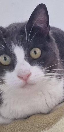 Tuna – Europäisch Kurzhaar, Weibchen, 5 Jahre, 65520 Bad Camberg – Foto 6