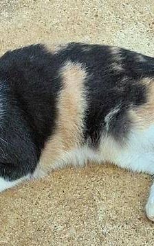 Tuna – Europäisch Kurzhaar, Weibchen, 5 Jahre, 65520 Bad Camberg – Foto 8