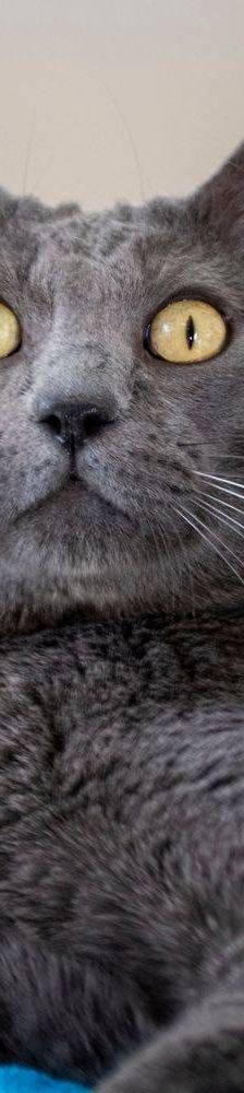 Adonis – Russisch Blau Mischling, Männchen, 3 Jahre, 65520 Bad Camberg – Foto 11