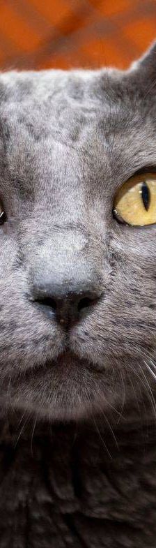Adonis – Russisch Blau Mischling, Männchen, 3 Jahre, 65520 Bad Camberg – Foto 13