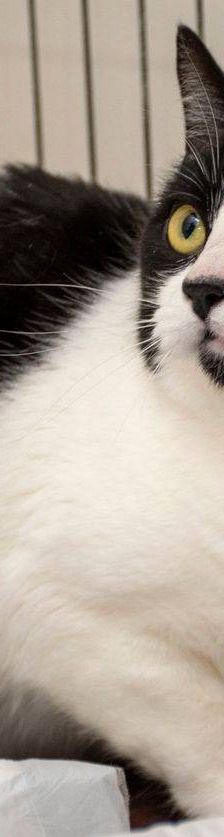 Adonis – Russisch Blau Mischling, Männchen, 3 Jahre, 65520 Bad Camberg – Foto 15