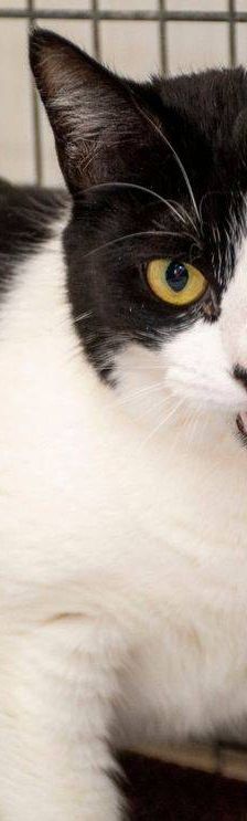Adonis – Russisch Blau Mischling, Männchen, 3 Jahre, 65520 Bad Camberg – Foto 16