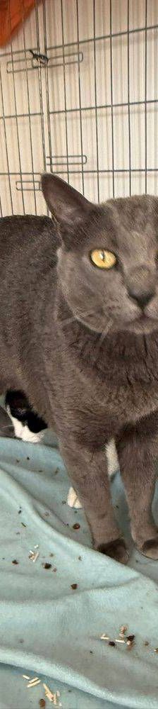 Adonis – Russisch Blau Mischling, Männchen, 3 Jahre, 65520 Bad Camberg – Foto 3