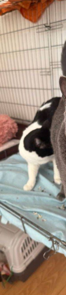 Adonis – Russisch Blau Mischling, Männchen, 3 Jahre, 65520 Bad Camberg – Foto 5