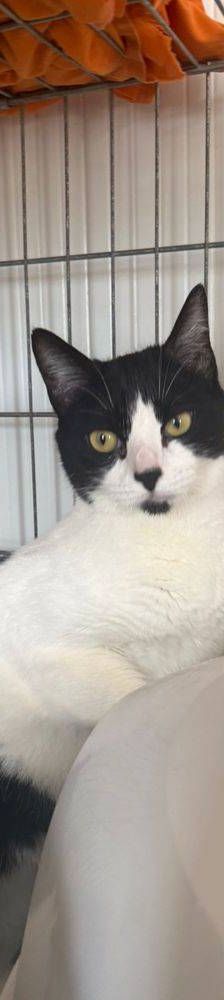 Adonis – Russisch Blau Mischling, Männchen, 3 Jahre, 65520 Bad Camberg – Foto 8