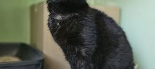 Effi – Europäisch Kurzhaar, Weibchen, 8 Jahre 10 Monate, 97525 Schwebheim – Foto 2