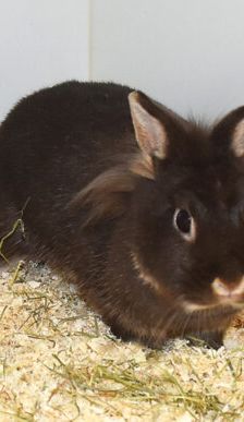 Anna – Löwenkopfmix-Zwergkaninchen, Weibchen, 3 Jahre, 90537 Feucht – Foto 6