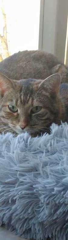 Helga – EKH, Weibchen, 3 Jahre, 82031 Grünwald – Foto 6