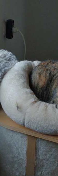 Helga – EKH, Weibchen, 3 Jahre, 82031 Grünwald – Foto 7
