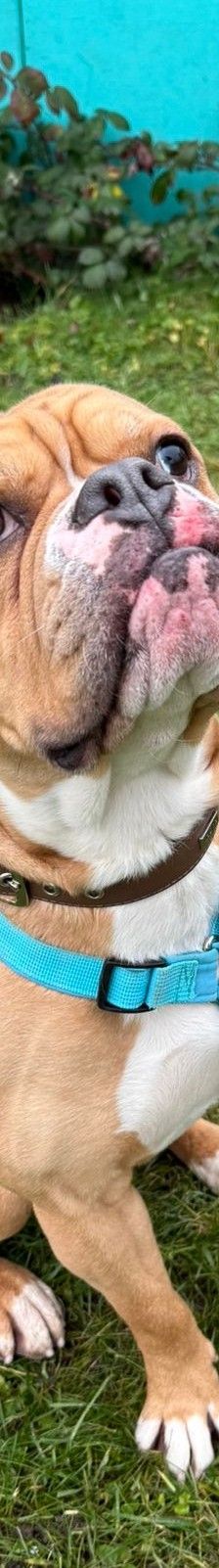 Capone – Old English Bulldog-Continental Bulldog-Mix, Männchen, 1 Jahr 7 Monate, 50969 Köln-Zollstock – Foto 1
