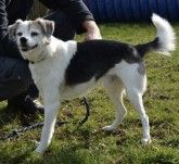 Felix – Mischling, Männchen, 12 Jahre 7 Monate, 70195 Stuttgart-Botnang – Foto 2