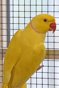 Pichu – Halsbandsittich, Unbekannt, 84 Monate, 90537 Feucht – Foto 1