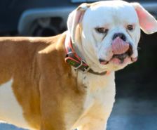 Timy – Labrador-Mix, Männchen, 6 Jahre 11 Monate, 39576 Stendal – Foto 17