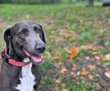 Timy – Labrador-Mix, Männchen, 6 Jahre 11 Monate, 39576 Stendal – Foto 19