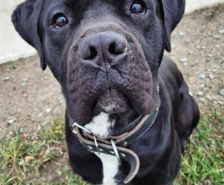 Timy – Labrador-Mix, Männchen, 6 Jahre 11 Monate, 39576 Stendal – Foto 21