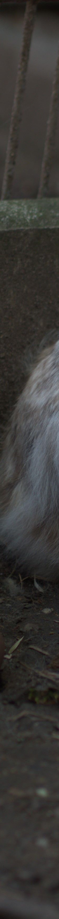 Zeus und Daisy – Angora Kaninchen, Unbekannt, Alter unbekannt, 50969 Köln-Zollstock – Foto 1