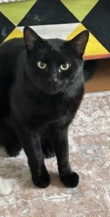 Jacky – EKH, Männchen, 4 Jahre, 82031 Grünwald – Foto 4