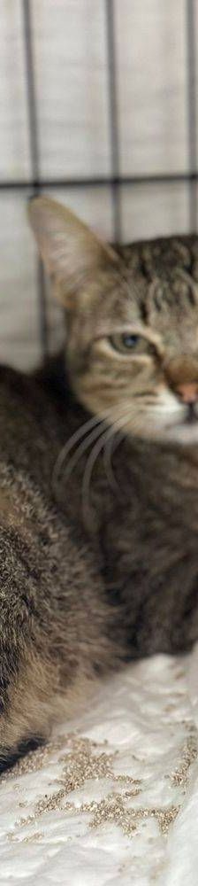 Frescales – Siam-Mix, Männchen, 1 Monat, 65520 Bad Camberg – Foto 3