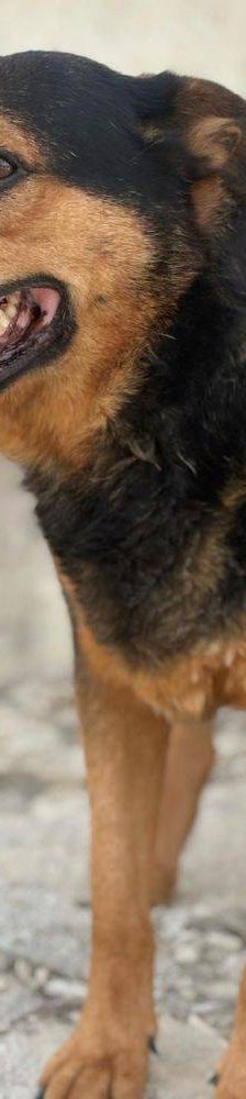 Duncan – Mischling, Männchen, 4 Jahre 5 Monate, 65520 Bad Camberg – Foto 22