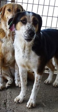 Milla – Jagdhund-Mix, Weibchen, 6 Jahre 2 Monate, 70195 Stuttgart-Botnang – Foto 11